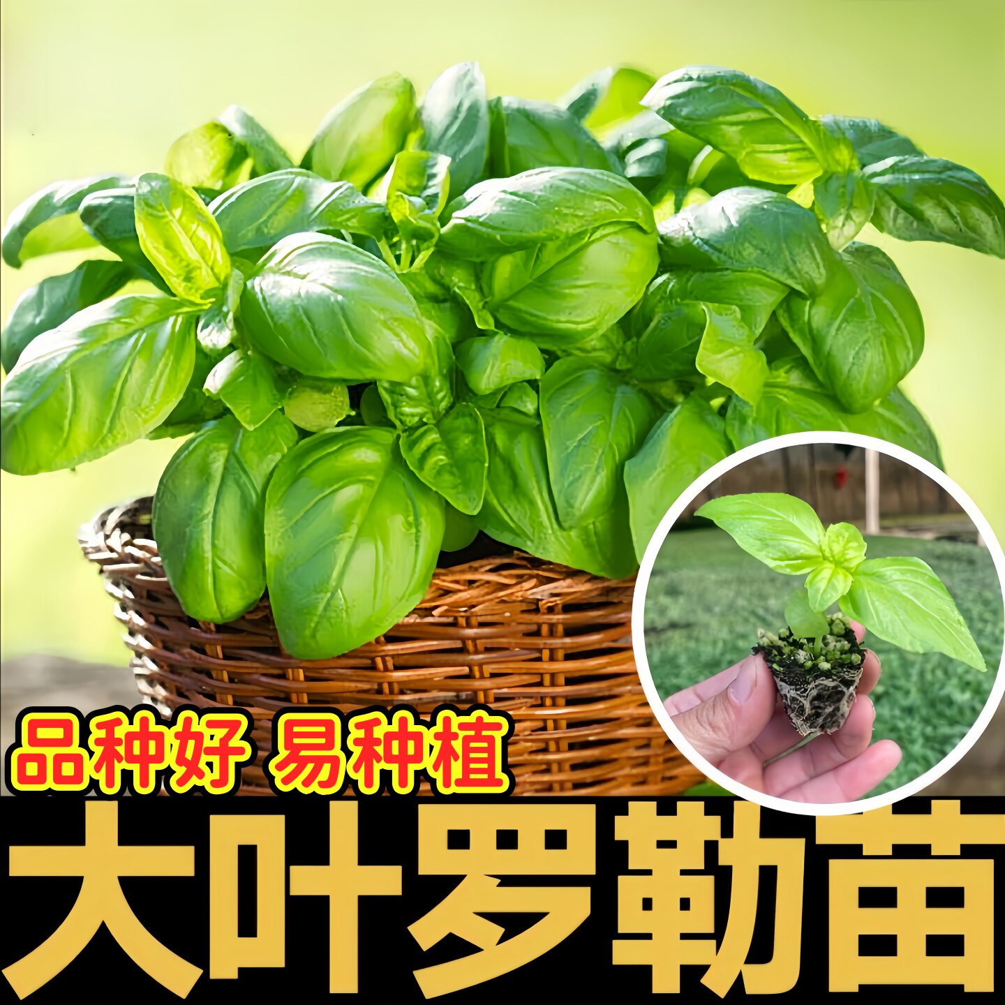 大叶甜罗勒苗秧带土球观