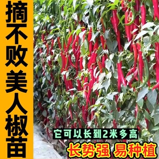 山东寿光摘不败美人椒秧苗幼苗四季高产春秋蔬菜苗海椒辣椒树种子