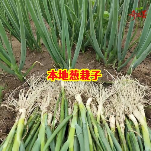 铁杆大葱苗秧苗栽子新鲜四季葱苗子高产山东大葱苗山东章丘四季种