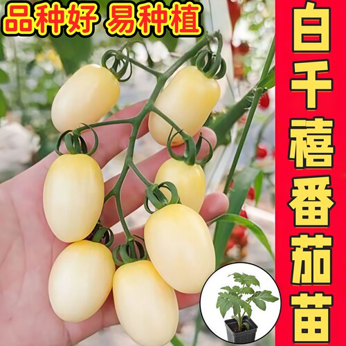 寿光超甜白千禧圣女果番