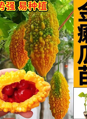水果小癞瓜苗秧金铃子赖葡萄水果种子阳台爬藤绿苦瓜苹果苦瓜秧苗