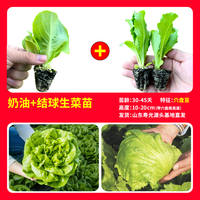 Creamy lettuce seedlings are sweet, crisp and delicious. Salads are fast-growing and easy to grow. Lettuce seeds are suitable for potted plants in balconies and small courtyards, and can be grown all year round thumbnail 8