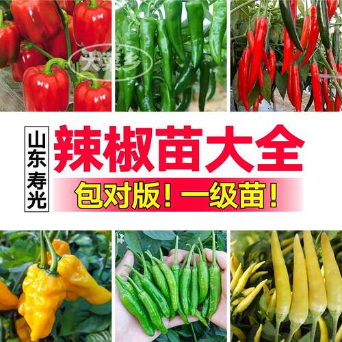 寿光直发各种辣椒苗秧大