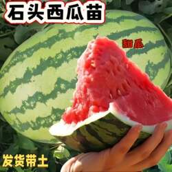正宗宁夏中卫硒砂瓜秧苗品种好易种植超甜沙漠石头西瓜苗懒汉瓜苗