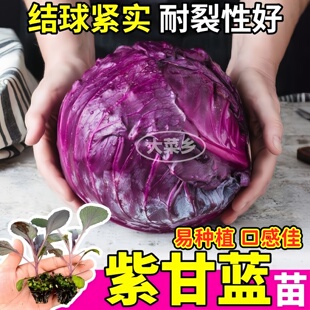 秋冬爆款紫甘蓝苗秧松花菜西兰花绿紫甘蓝卷心菜种子小院种植寿光