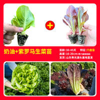 Creamy lettuce seedlings are sweet, crisp and delicious. Salads are fast-growing and easy to grow. Lettuce seeds are suitable for potted plants in balconies and small courtyards, and can be grown all year round thumbnail 6