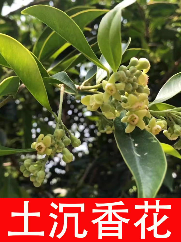 土沉香花茶特级纯天然奇楠沉香花泡水喝保健熬夜养肝男女养生茶