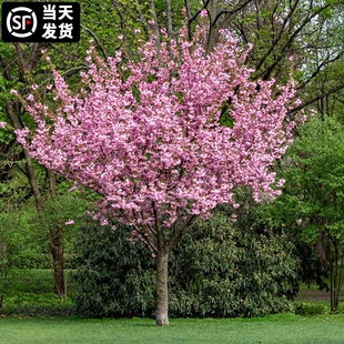 树苗庭院种植盆栽桂花阳台耐寒花卉绿植高杆日本重瓣樱风景树
