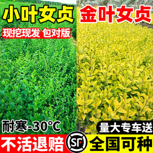 金叶女贞树苗小叶女贞工程绿化苗北方观叶常绿灌木庭院绿篱色块苗