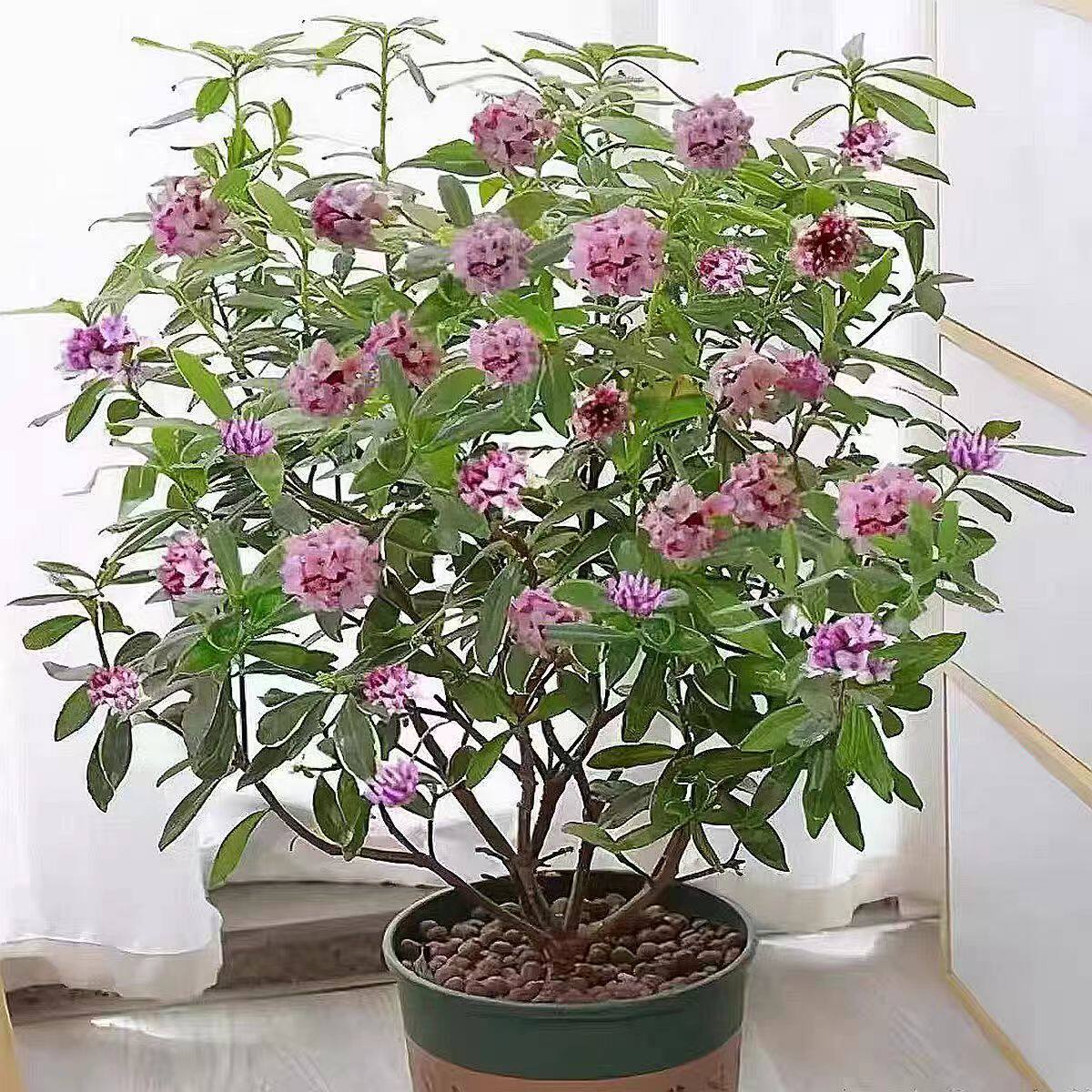 金边瑞香浓香型盆栽耐寒年宵花四季常青老桩大苗香飘十里绿植花卉