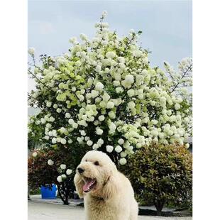 庭院别墅木本绣球花苗中华斗绣球树苗盆栽地栽植物楼顶阳四季开花