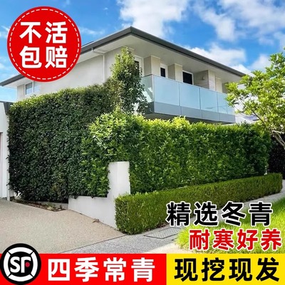 法国冬青树苗大叶北海道黄杨冬青绿篱庭院耐寒抗冻四季常青绿植物