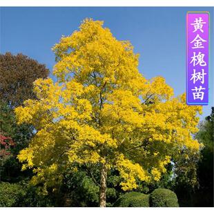 国槐树苗大型洋槐龙爪槐黄金槐苗园林绿化庭院工程苗木槐花刺槐树