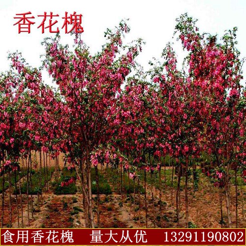 香花槐树苗富贵树槐花苗红花槐树苗庭院绿化花卉花园植物洋槐树苗