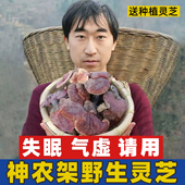 神农架深山灵芝250g 赤灵芝天然整枝正宗林芝菌林芝100g 500g