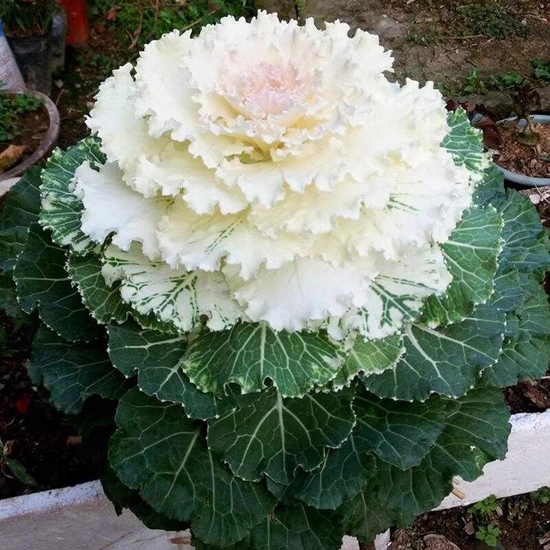 白色羽衣甘蓝种孑日本观赏花种籽子蔬菜苗阳台秋冬季雨衣甘篮盆栽