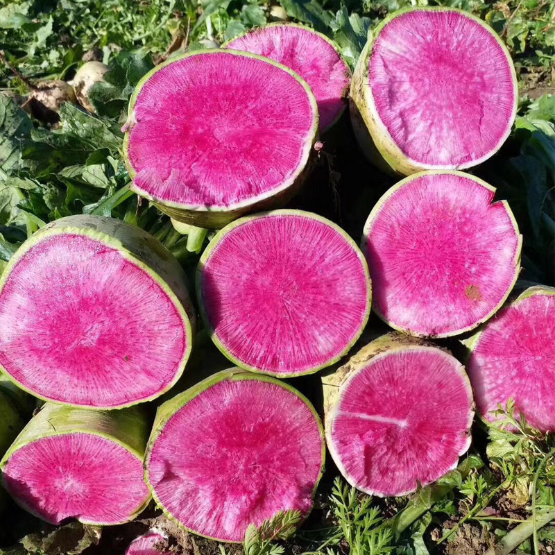 心里美萝卜种子 北京杂交满堂红萝卜种子 水果萝卜 红心萝卜植物