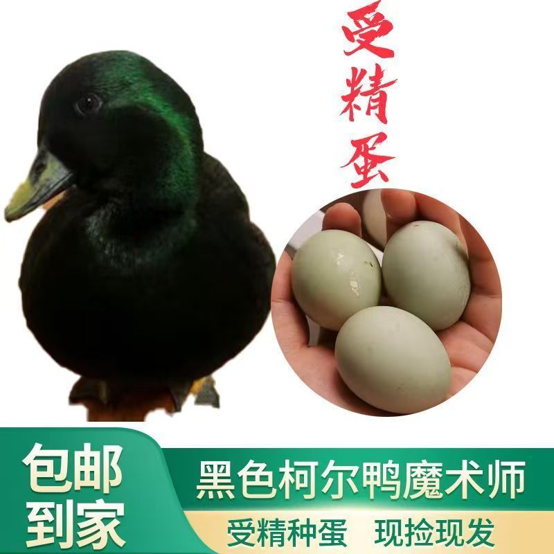 冲鸭柯尔鸭仔受精蛋网红科尔鸭受鸟