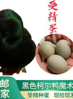 冲鸭柯尔鸭仔受精蛋网红科尔鸭受精蛋宠物鸭子种蛋柯尔鸭崽活体