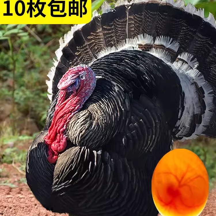 火鸡种蛋受精蛋现捡现发青铜可孵化种蛋受精孵化破损包赔10枚包邮,水产肉类/新鲜蔬果/熟食,鸡蛋,淘宝优惠券,粉丝福利购,淘宝优惠卷