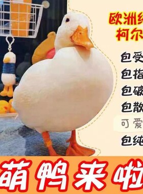 冲鸭柯尔鸭仔受精蛋网红科尔鸭受精蛋宠物鸭子种蛋柯尔鸭崽活体