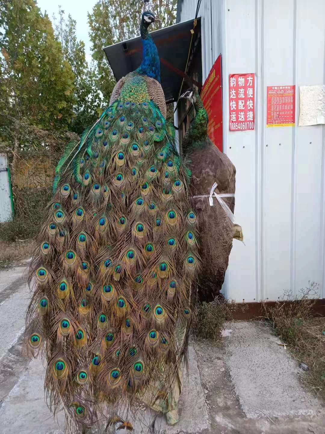 正品蓝白孔雀标本全真羽毛落地摆件客厅酒店装饰家居工艺精品开业