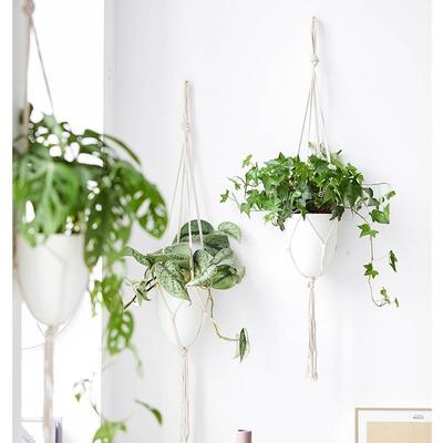 Ivy potted plant indoor purification air hanging orchid