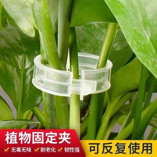 fruits and vegetables Plant vine for plastic clips