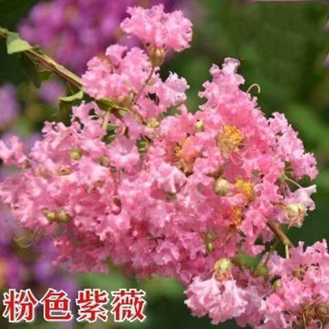 百日红紫薇树苗耐热红花庭院