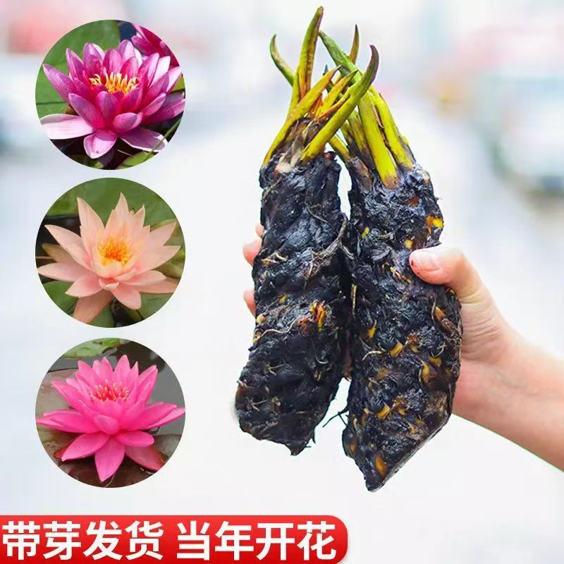 鱼缸庭院大睡莲荷花好养盆栽