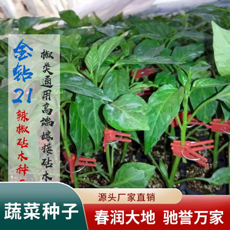 金钻21进口辣椒砧木种子 彩椒 尖椒通用野生辣椒砧木种子嫁接蔬菜