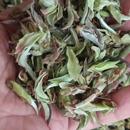 云南特产白芽苞茶特色产区白茶