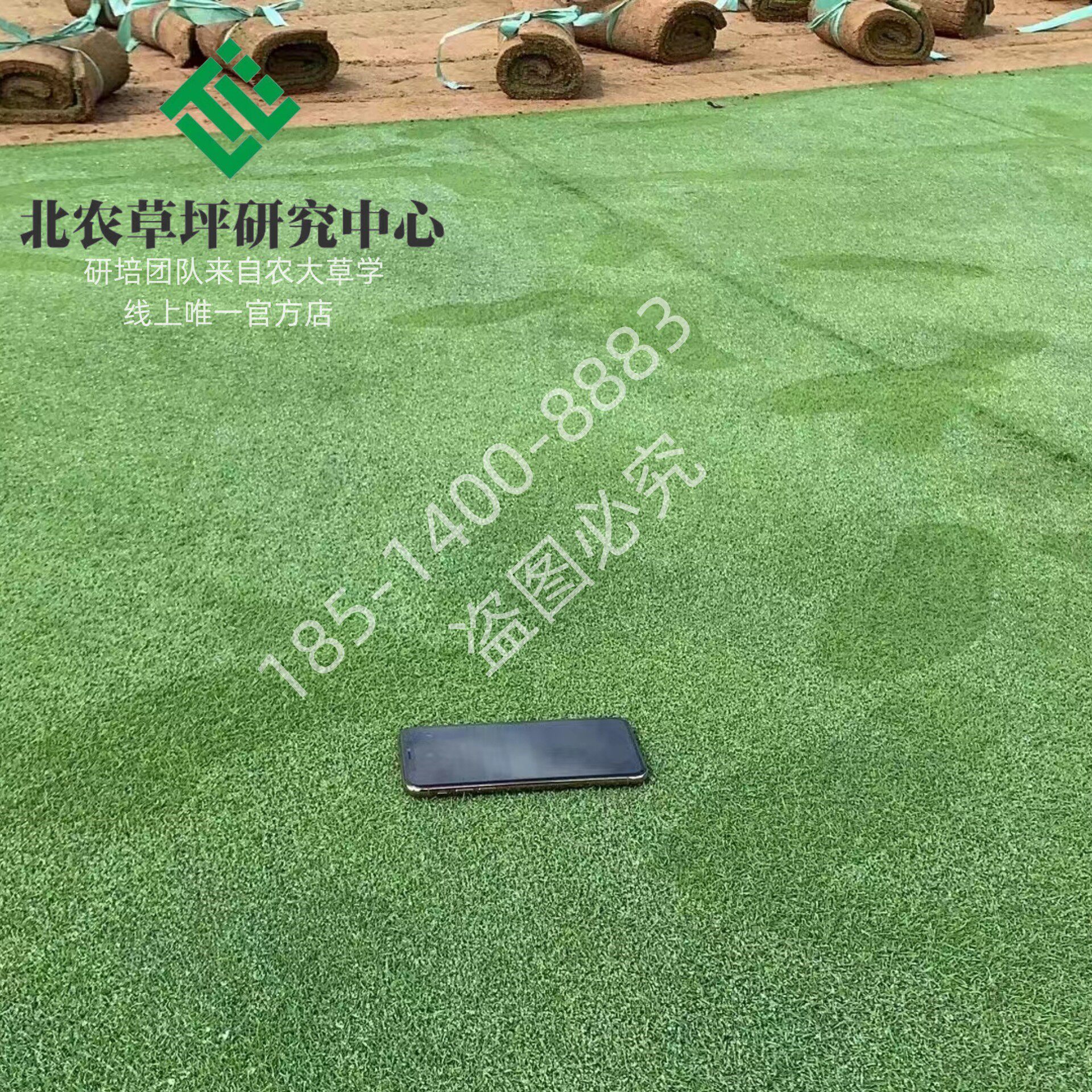 济南草坪结缕草马尼拉北农草坪