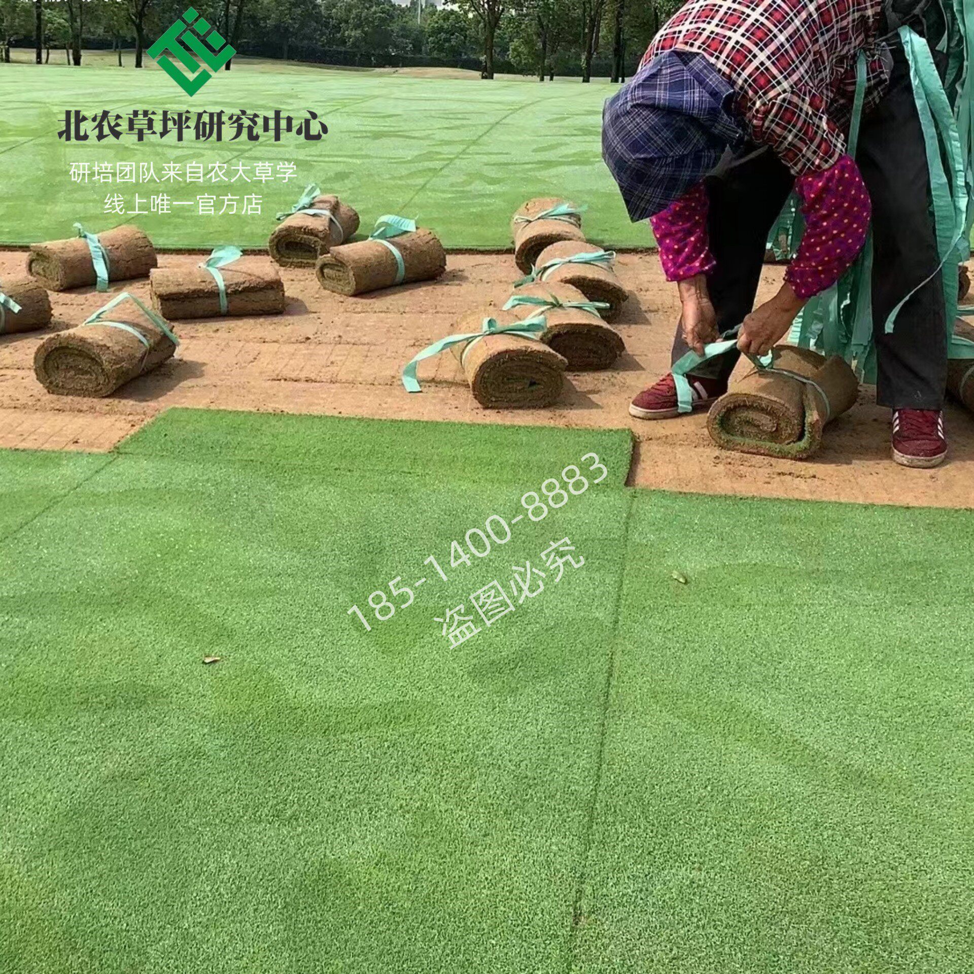 沈阳草坪果岭草北农草坪剪股颖草