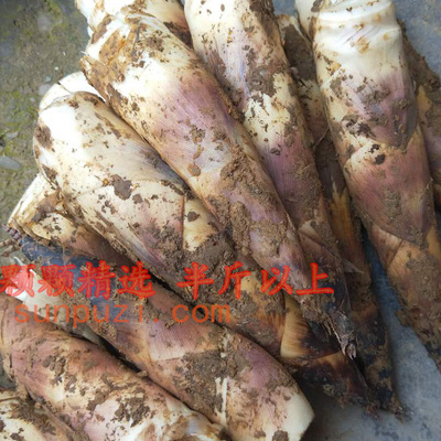 顺丰颗颗精选 矮壮粗大笋 富阳临安天目山春笋现挖雷笋新鲜嫩竹笋