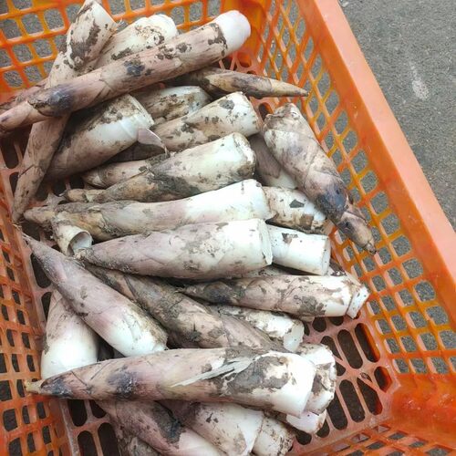 顺丰 新鲜现挖黄泥春笋 腌笃鲜浙江富阳天目山野生嫩白哺鸡雷竹笋