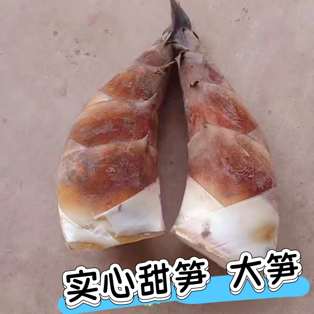 顺丰  甜笋 新鲜现挖甜龙笋 野生毛竹笋黄泥龚春夏笋嫩笋云南普洱