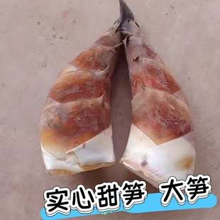 顺丰 甜笋 新鲜现挖甜龙笋 野生毛竹笋黄泥龚春夏笋嫩笋云南普洱