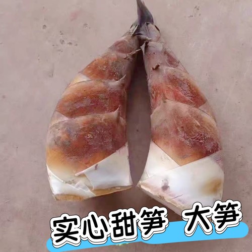 顺丰  甜笋 新鲜现挖甜龙笋 野生毛竹笋黄泥龚春夏笋嫩笋云南普洱
