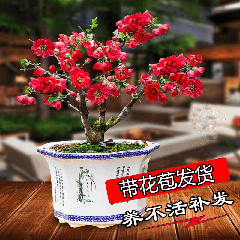 海棠花盆栽四季开花植物室内花海棠老桩盆景花卉好养耐寒耐冻树苗