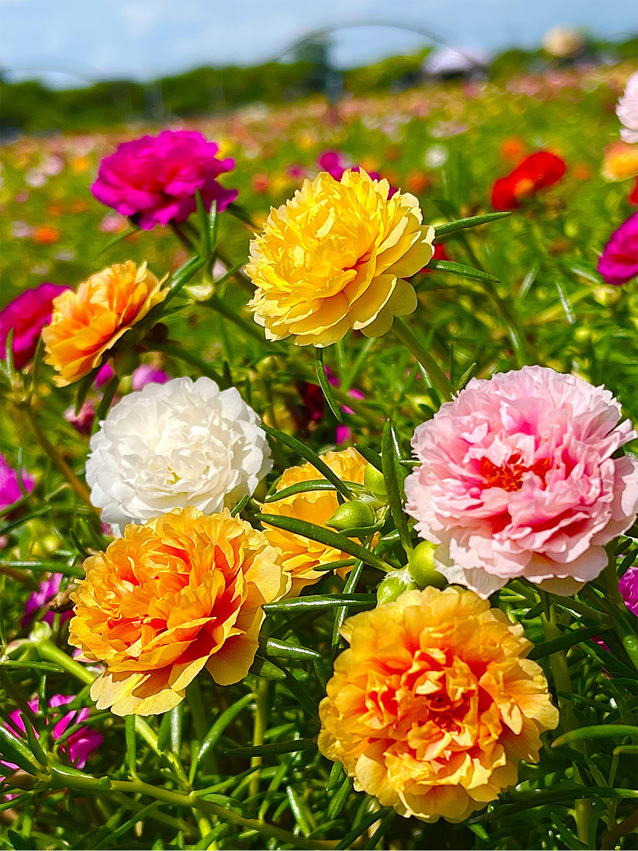 重瓣太阳花苗宿根混色植物绿植花卉盆栽四季开花带根带花苞发货