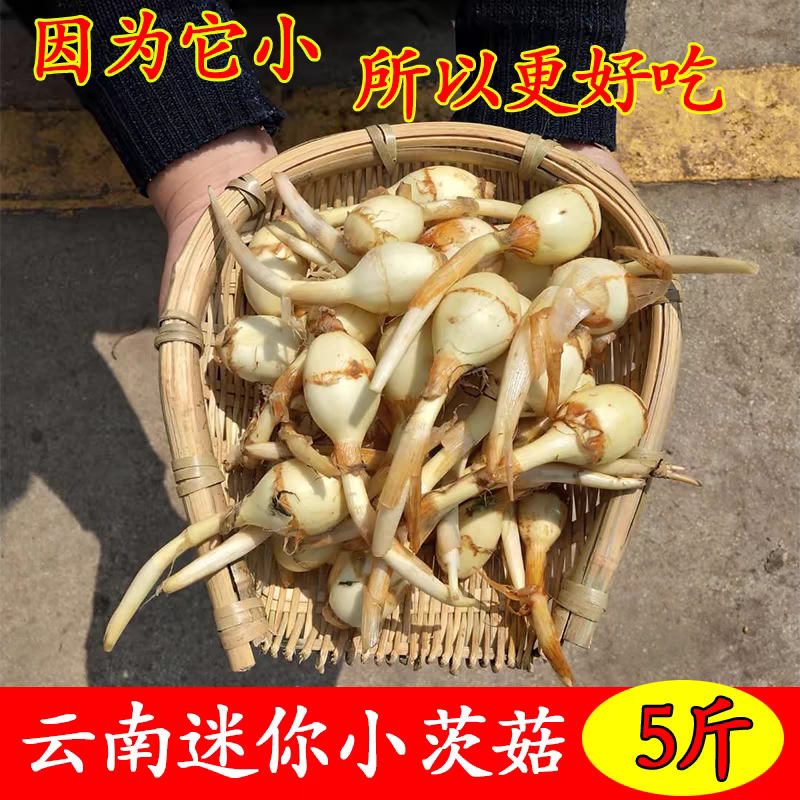 云南野地新鲜迷你小茨菇种山慈姑5斤白茨菰马蹄荸荠蔬菜慈菇疏菜