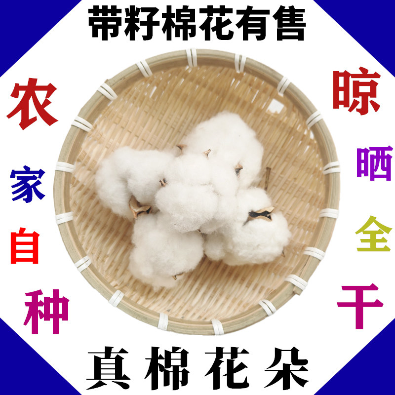 棉花朵 棉花桃带籽带壳棉花结婚生子装饰干棉花头棉朵棉10朵包邮