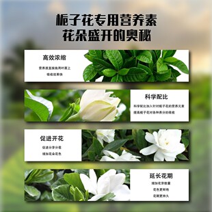 栀子花肥料浓缩植物营养液肥料改善黄叶绿萝多肉花卉四季生长水培