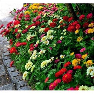 Flower Seeds Seed Pack Elegans Zinnia Classic