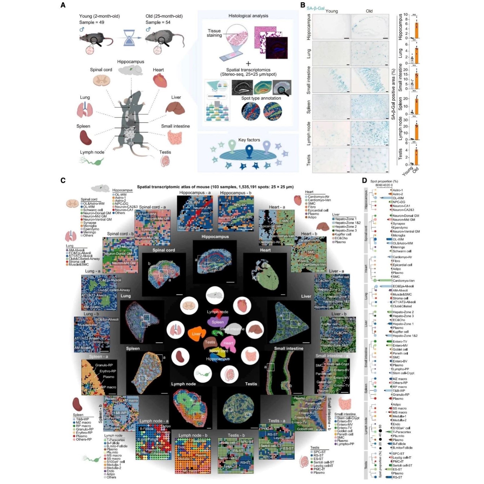 网络药理学分子对接作图生信SCI辅导批量转录组医学生信数据挖掘