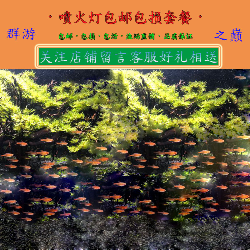 喷火灯鱼热带活体淡水草缸群游鱼小型灯科喷火观赏鱼套餐包邮包损