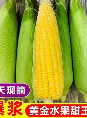 海南玉米脆甜玉米棒子带皮包谷甜玉米颗颗爆汁可生吃新鲜现摘8斤