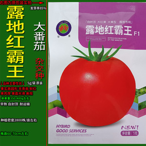 露地红霸王5g超大西红柿番茄狼茄红粉圆种子孑籽高产蔬菜番蕃柿