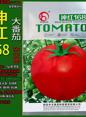 神红168大红西红柿番茄蔬菜种子
